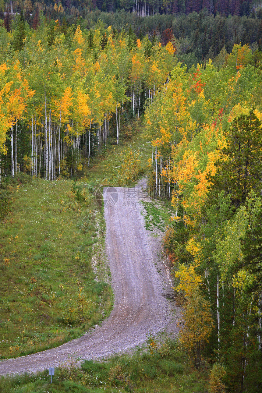 秋天通过山路穿越山区风景树叶旅行美术松树树木场景图片