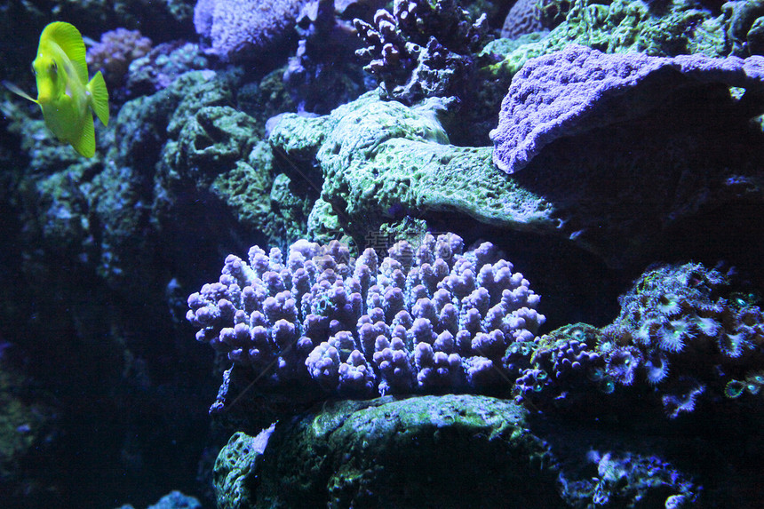 紫珊瑚珊瑚礁水生生物海洋生物海上生活图片