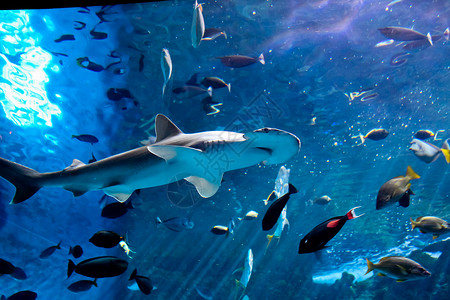 锤头帽子头鲨鱼海上生活海洋生物水生生物软骨背景图片