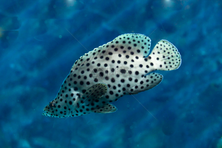 游戏鱼海洋生物水生生物海上生活图片