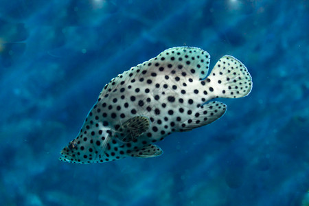 游戏鱼海洋生物水生生物海上生活高清图片