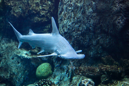 鲨鱼帽子锤头帽子头鲨鱼软骨水生生物海上生活海洋生物背景