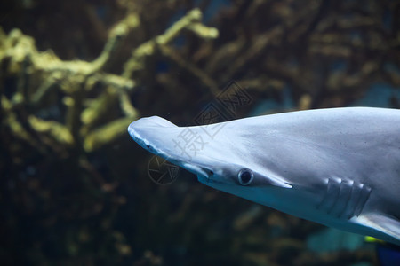 鲨鱼帽子锤头帽子头鲨鱼水生生物海洋生物海上生活软骨眼睛背景