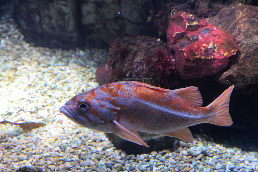 游戏鱼海上生活海洋生物水生生物图片