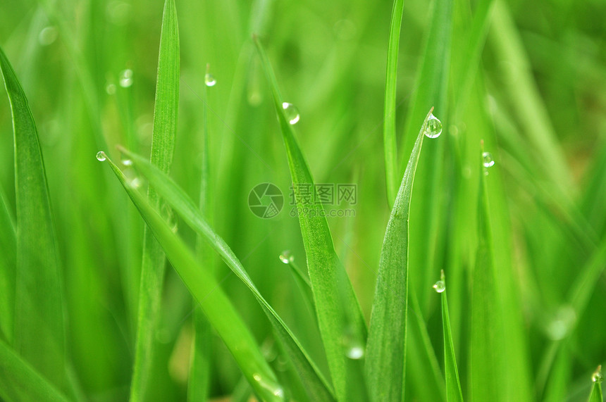 含下水的草水滴花园植物季节场地绿色生态草地季节性环境图片