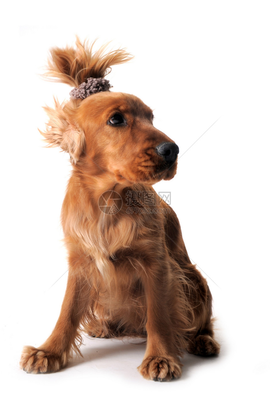 英语斗鸡工作室犬类白色动物耳朵猎犬棕色宠物图片