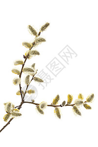 柳黄色花序季节性柳絮植物宏观背景图片