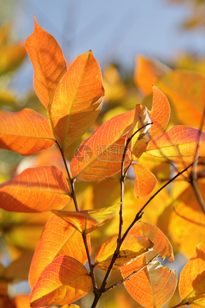 秋叶橙子分支机构生长金子树叶红色宏观黄色植物学季节性图片