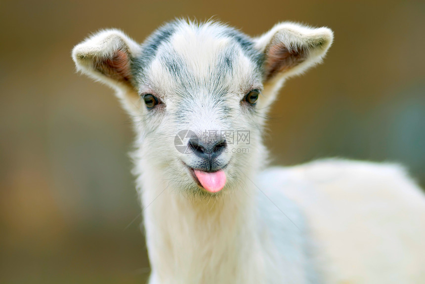 可笑的山羊伸出舌头图片