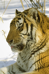 西伯利亚虎动物老虎猫科动物食肉男性美丽毛皮晶须哺乳动物荒野背景图片