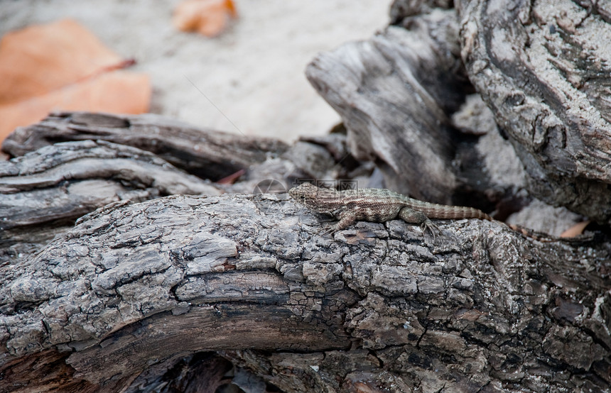 蜥蜴动物热带生物爬虫木头地区野生动物图片