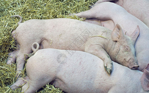 猪头婴儿丝绸钙蛋白高清图片