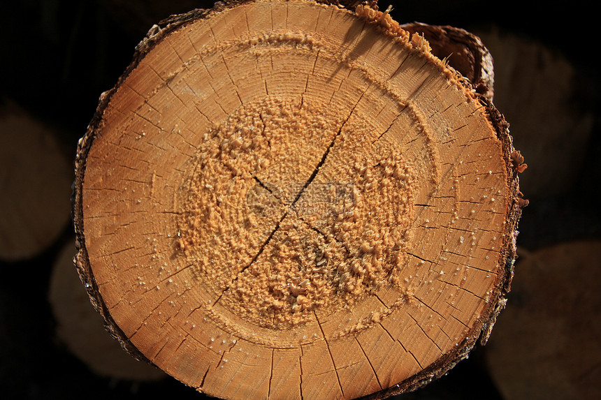 木柴树木历史圆圈生活年度树干材料日志森林同心图片