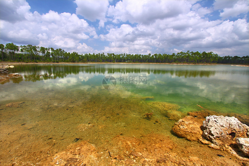 Everglades国家公园美国环境栖息地松树荒野支撑场景国家森林生态岩石图片