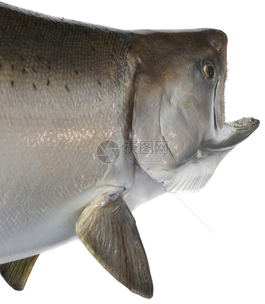 Chinook 鲑鱼头和身体图片
