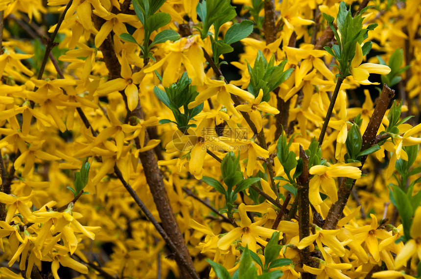 Forsythia 福塞西亚植物学花瓣绿色灌木灌木丛季节性晴天黄色植物群树叶图片