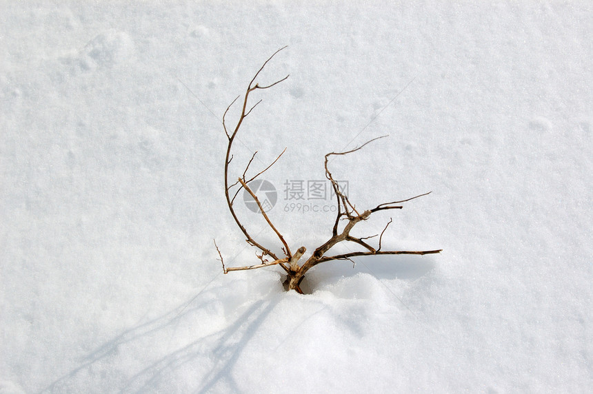 冻结工厂季节白色植被植物学温度分支机构下雪季节性图片