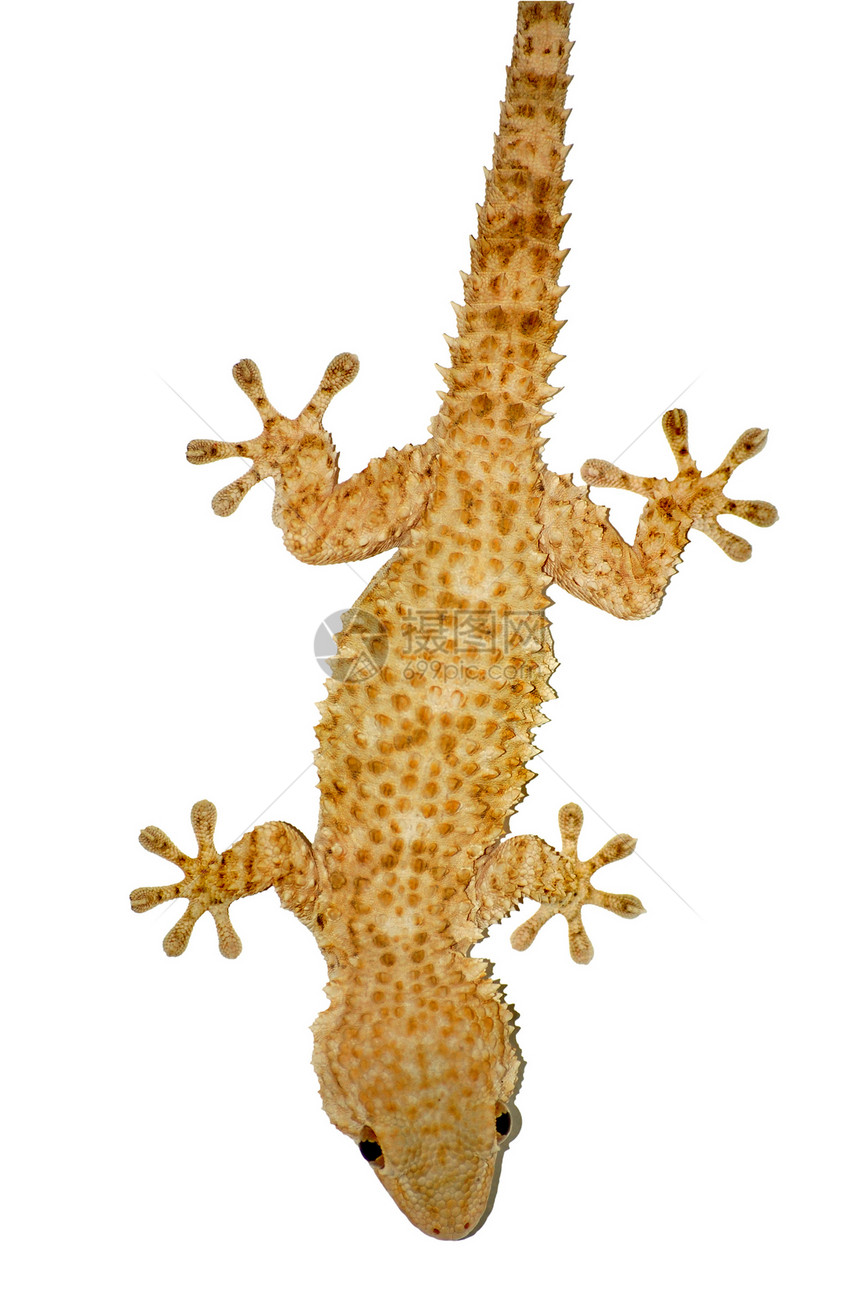 壁虎蜥蜴白色尾巴动物商店野生动物鬣蜥蜥蜴人宠物爪子皮肤图片
