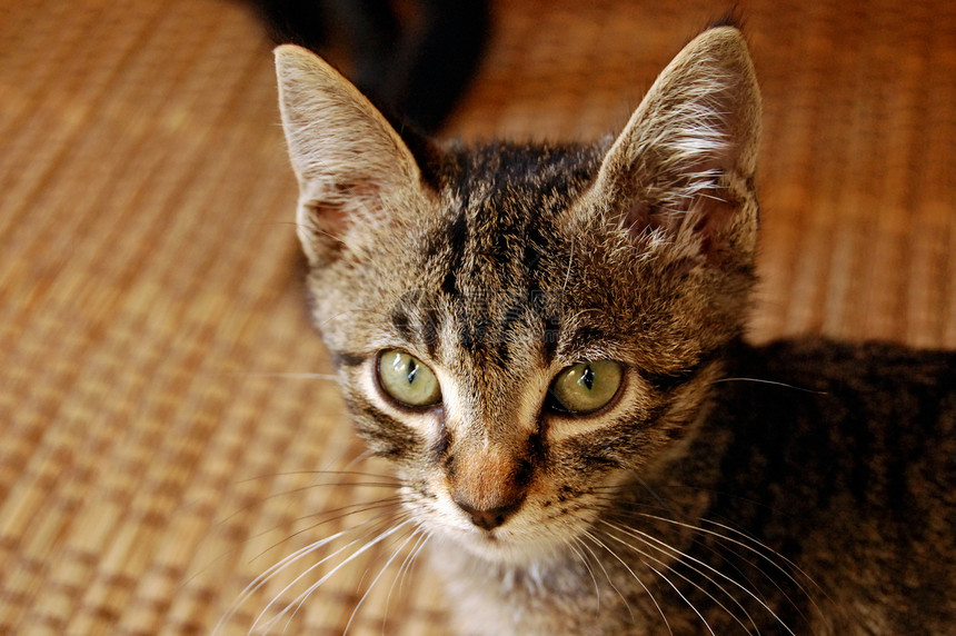 灰小猫猫咪灰色哺乳动物绿色耳朵宠物眼睛毛皮白色猫科动物图片