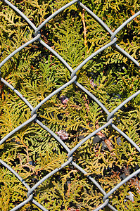 铁丝金属围栏和fir树纹理背景图片
