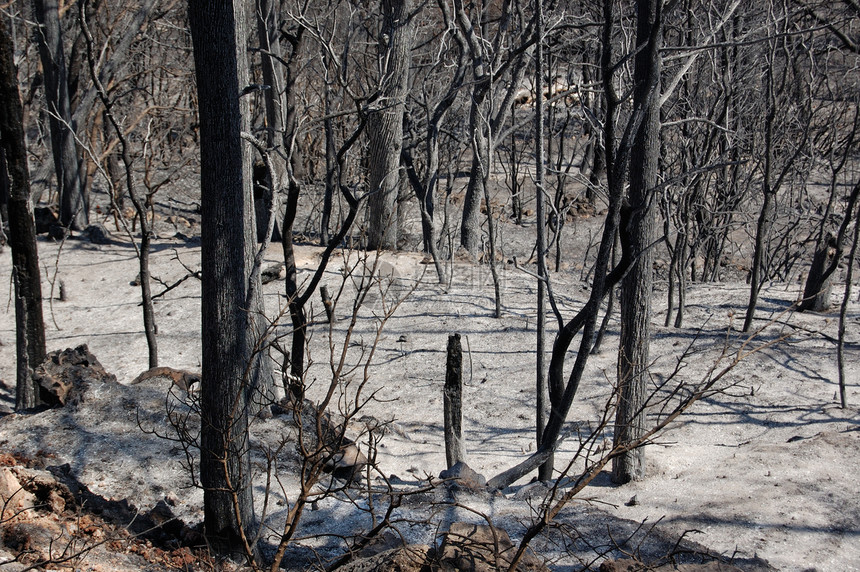 燃烧林爬坡山顶木头丘陵环境分支机构山坡山脉生活烧伤图片