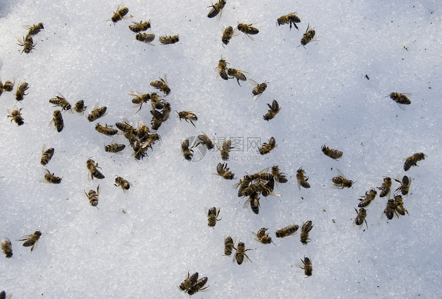 春雪上死去的蜜蜂图片