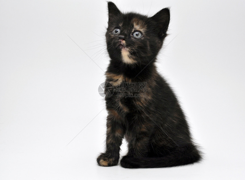 小猫肖像棕色猫咪动物好奇心警报哺乳动物爪子猫科白色黑色图片