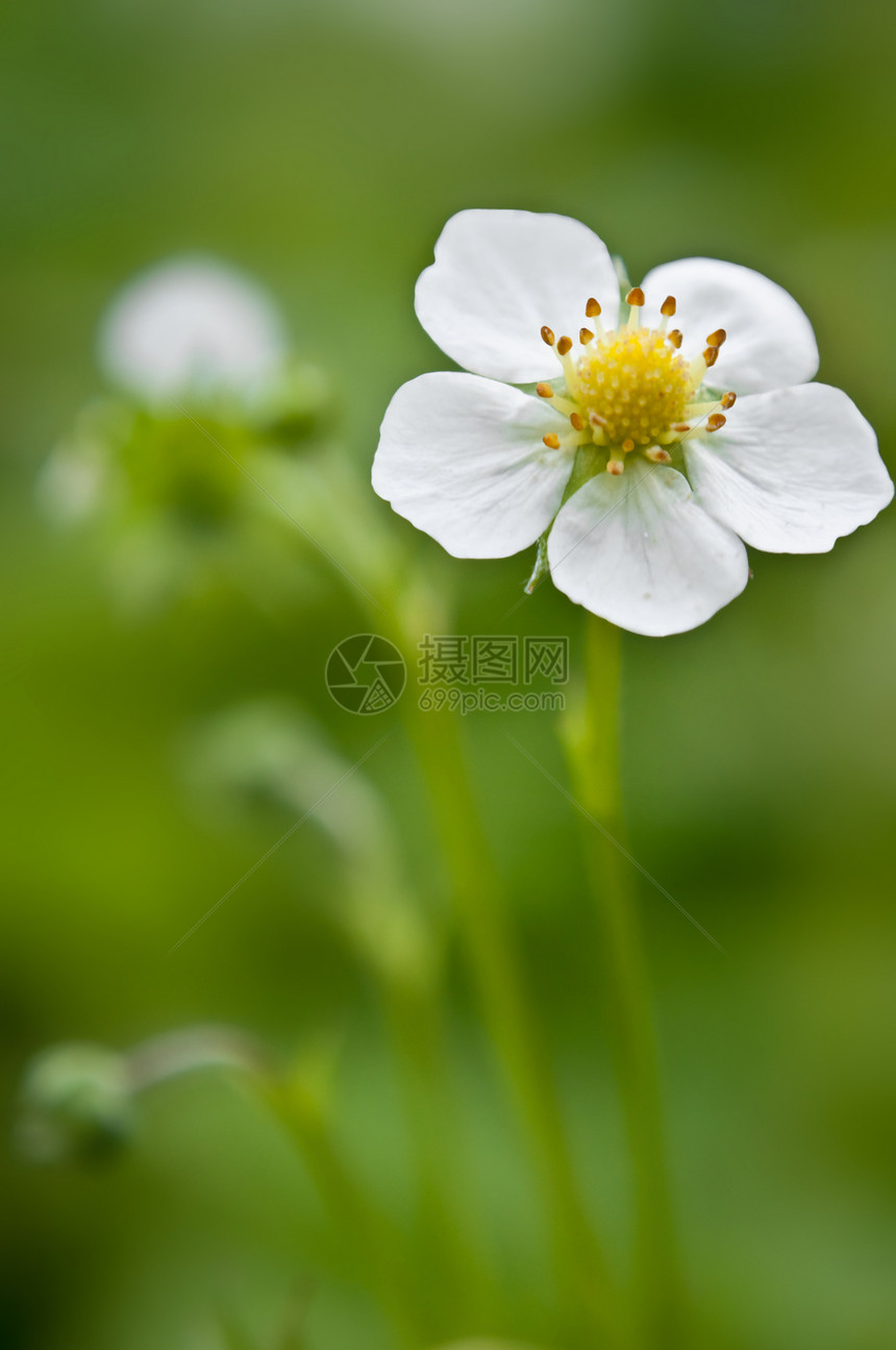 草莓花生长浆果花粉农场叶子宏观花园植物群植物季节图片