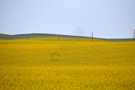 萨斯喀彻温风景盛开的卡诺拉作物天气乡村场景旅行照片天空草原水平背景图片