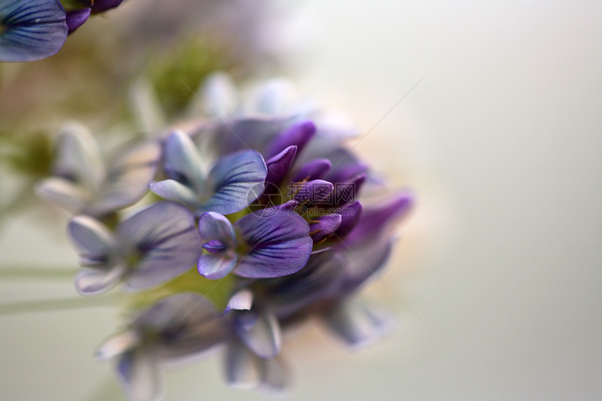 萨斯喀彻温风景的蓝绿花群水平植物群场景乡村农村野花美术旅行季节性图片