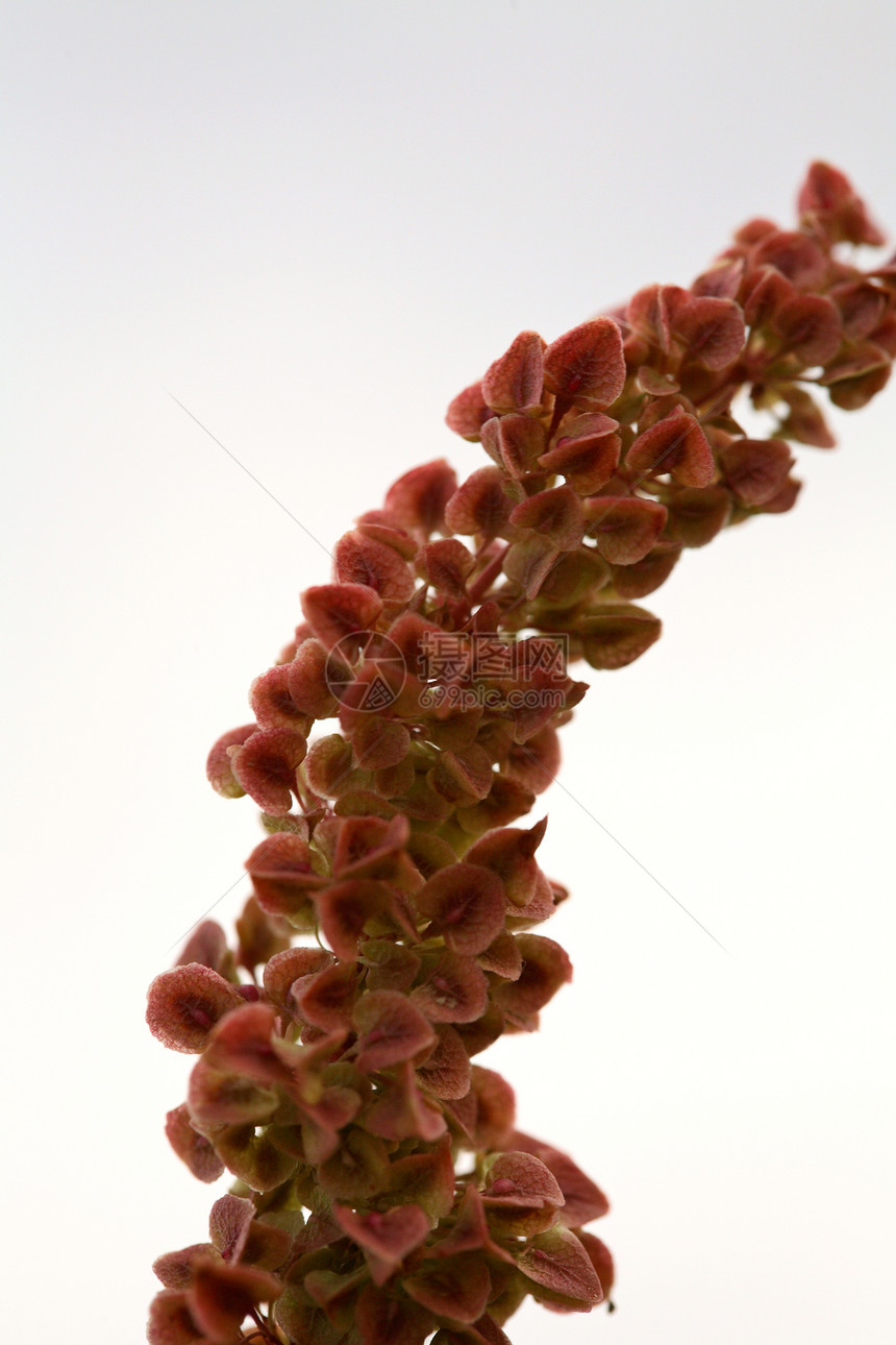 紫色松刀旅行杂草照片植物乡村大草原野花侵入性植物群高度图片