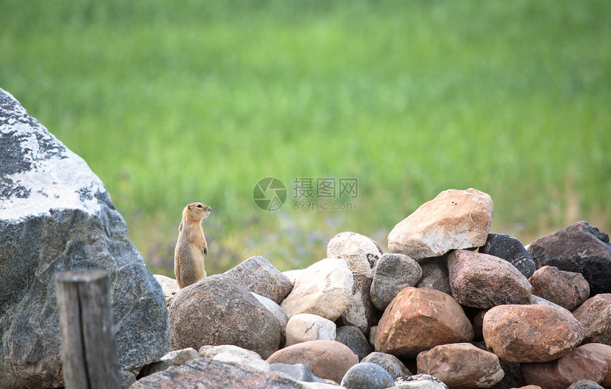 Gopher在萨斯喀彻温的一座岩石堆上图片