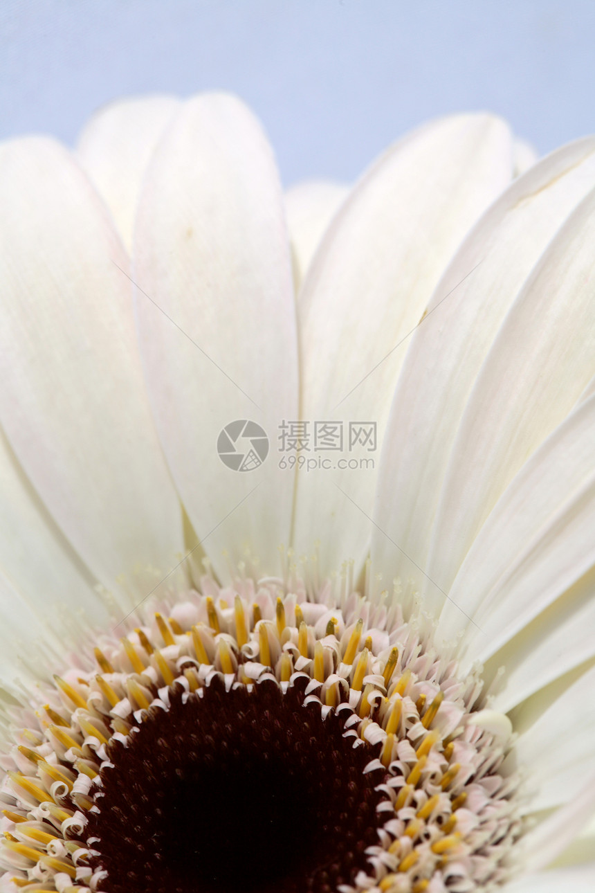 宏特写一朵菊花植物旅行白色美术宏观照片图片