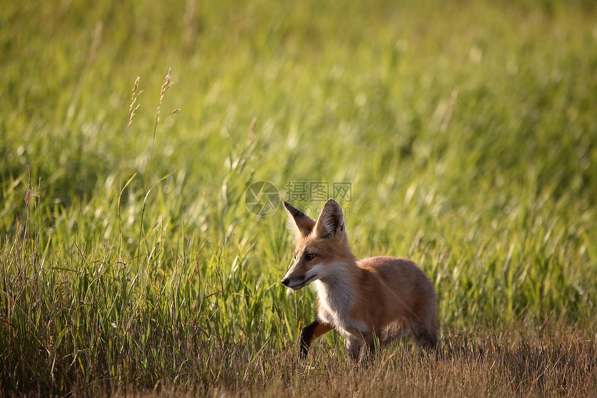 萨斯喀彻温乡村公路旁的年轻狐狸图片