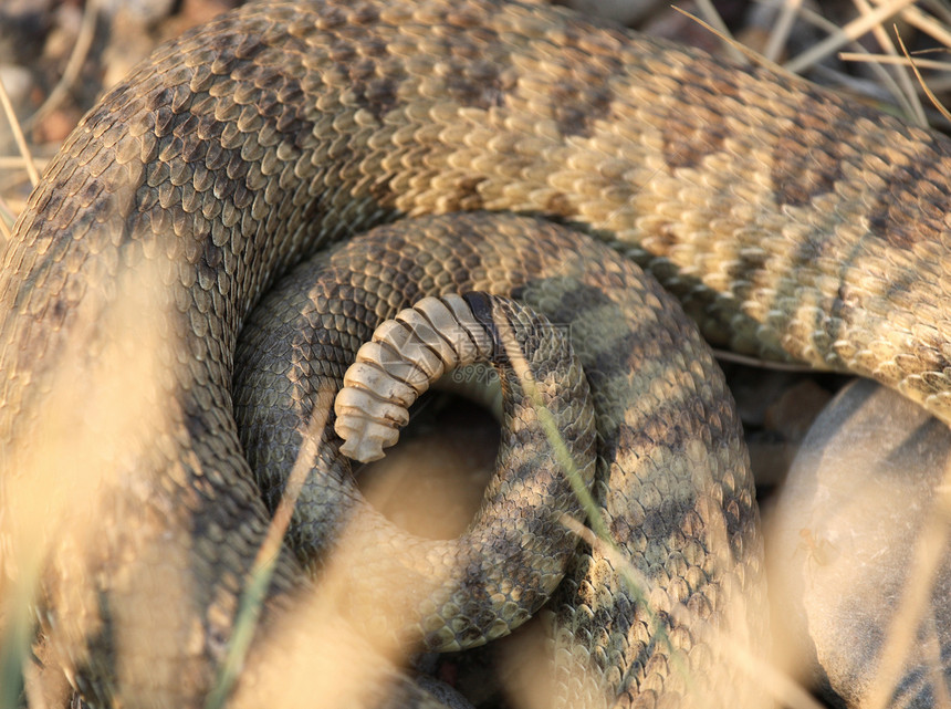 在萨斯喀彻温公路旁卷曲的摇篮树爬虫尾蛇动物群野生动物保护图片