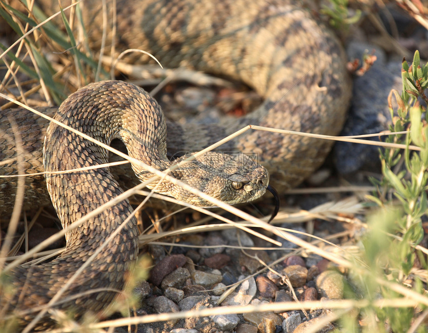 在萨斯喀彻温公路旁卷曲的摇篮树野生动物爬虫尾蛇保护动物群图片