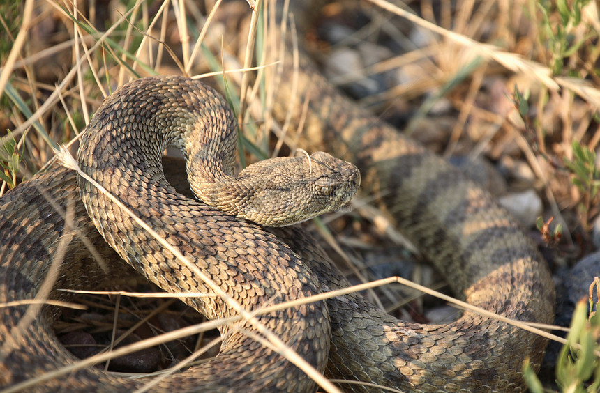 在萨斯喀彻温公路旁卷曲的摇篮树野生动物动物群尾蛇爬虫保护图片