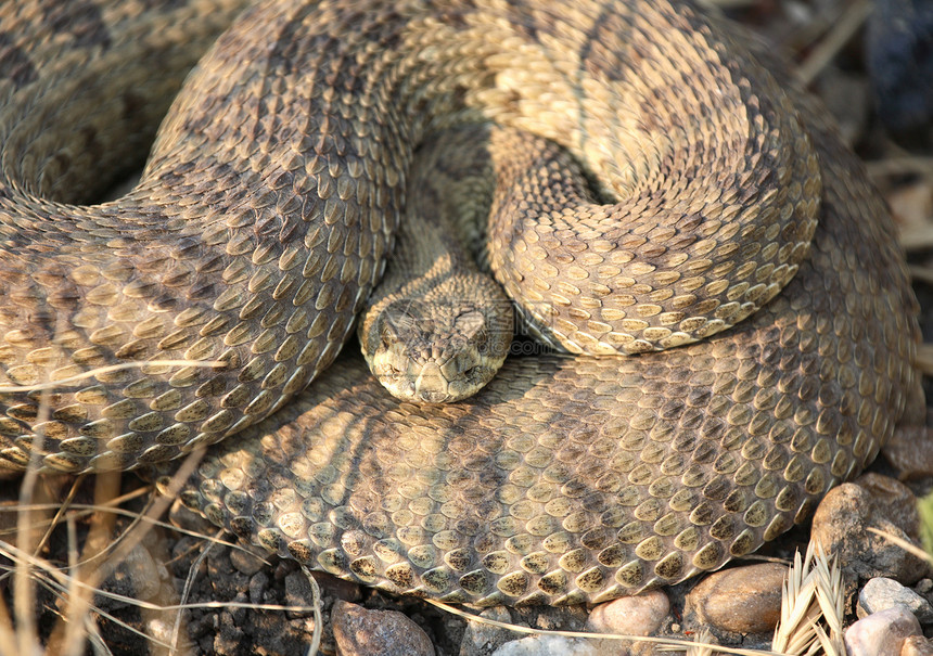 在萨斯喀彻温公路旁卷曲的摇篮树野生动物保护动物群爬虫尾蛇图片