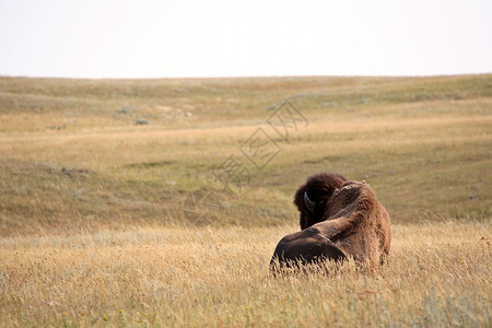 大开新世界Bison住在萨斯喀彻温的一个地区背景