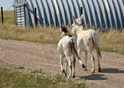 两只小马驹两只年轻的驴子在一条乡村公路上行走背景