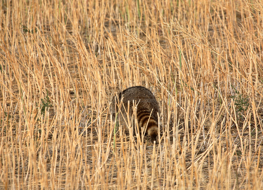 浣熊穿过萨斯喀彻温的一个小块田图片
