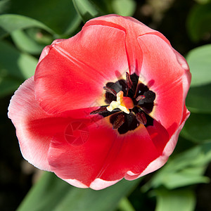 春天的郁金香被太阳浸透花店花瓣边界阳光栽培花园植物群公园季节植物图片