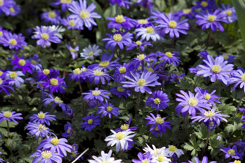 紫色日本葵香花植物群女性化香气投标灯泡钦佩蓝色生活国家宏观图片