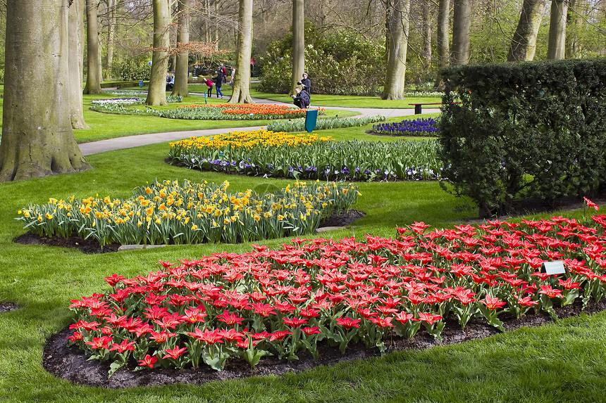 公园中花朵多彩的春花水仙香味农业紫色花园环境游客水仙花蓝色季节图片