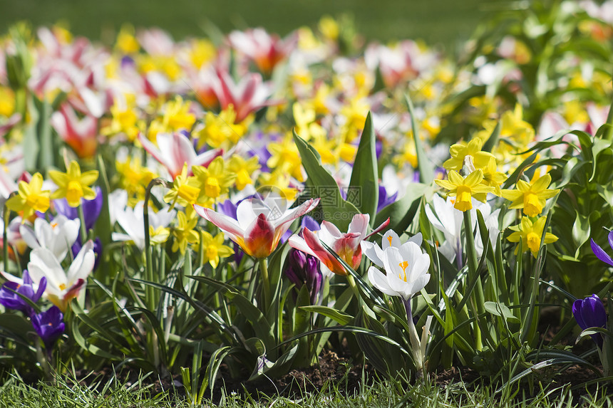 公园里花朵多彩的春花植物植物群场地水仙花水仙灯泡高度美丽花店花园图片