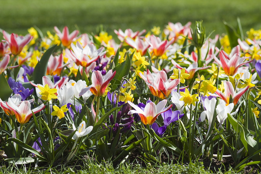 公园里花朵多彩的春花场地园艺花瓣灯泡生态花店水仙花蓝色植物植物群图片