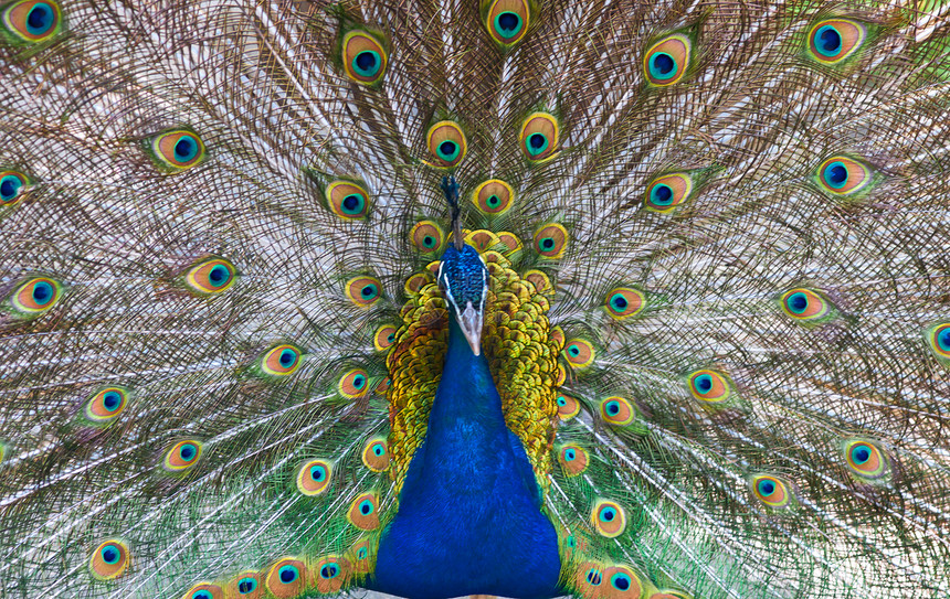 孔雀野生动物男性尾巴荒野美丽眼睛羽毛圆圈绿色身体图片