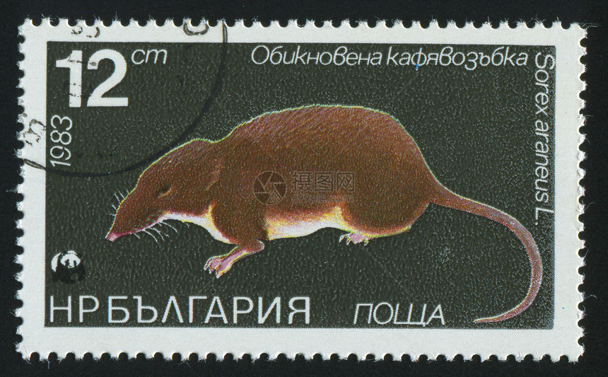 邮票邮戳地址信封邮资哺乳动物邮件卡片老鼠荒野集邮图片