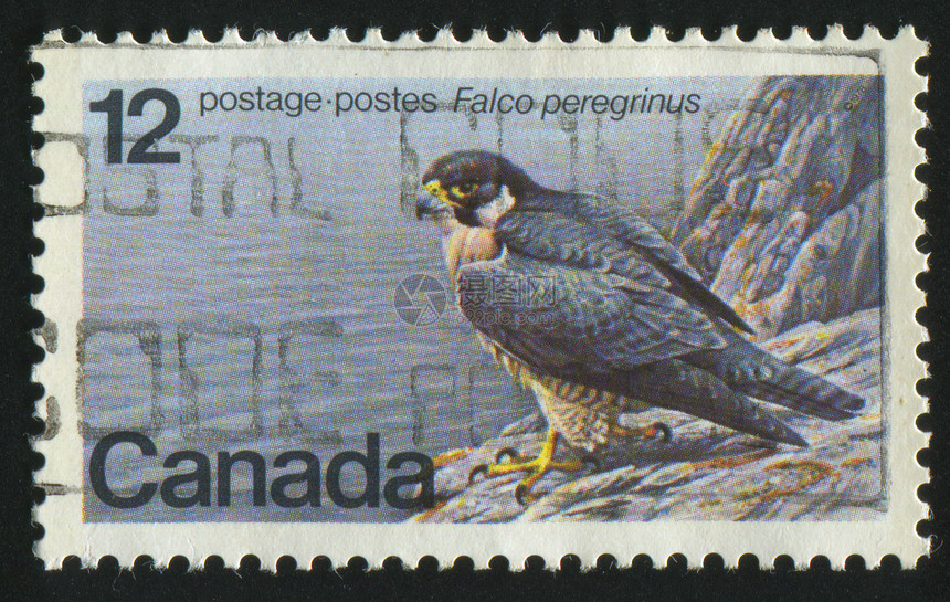 邮票卡片信封集邮捕食者羽毛翅膀荒野邮件野生动物岩石图片