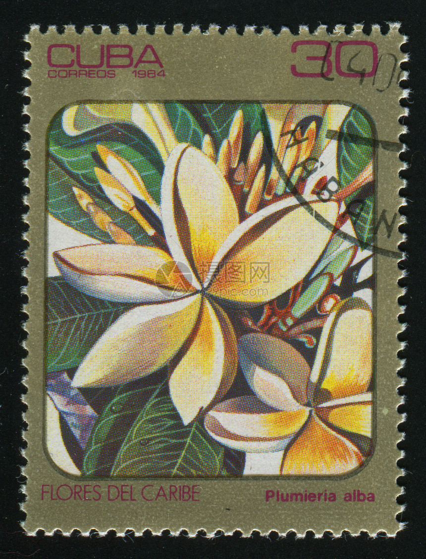 邮票邮政邮戳生物学热带邮资花瓣收集植物群集邮邮件图片